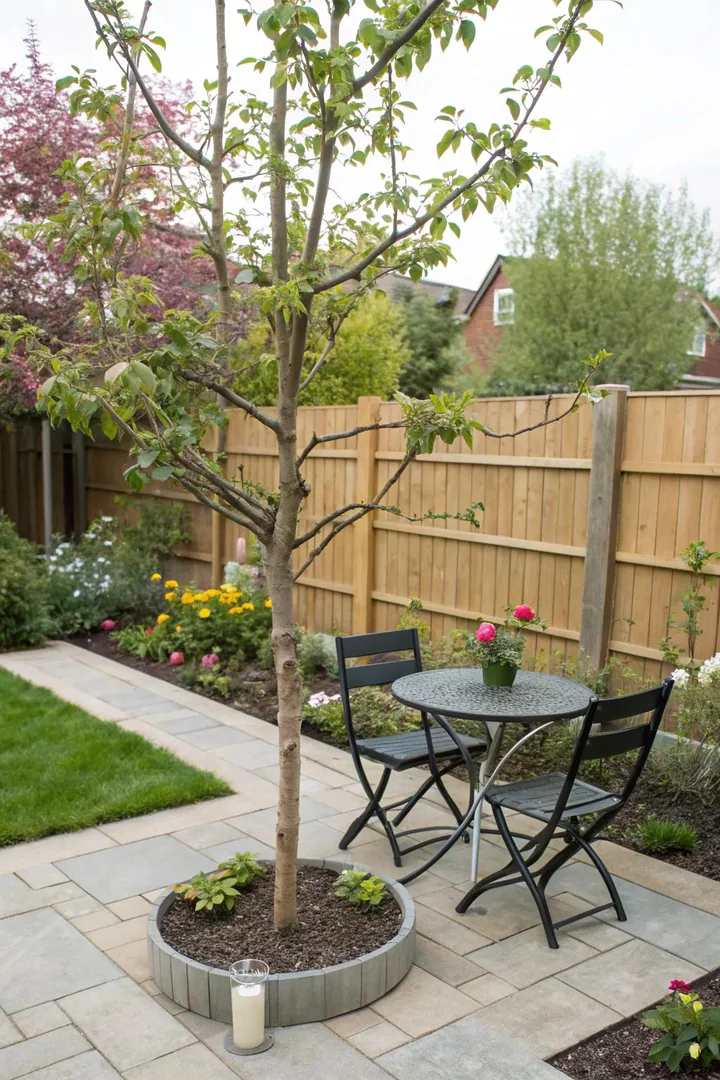 Shade tree planted beside a budget patio.